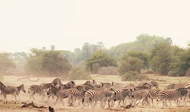 Sinematik Görselliğiyle Büyüleyecek Olan ‘Vahşi Doğanın Tozu’, 27 Eylül Pazar Saat 20.00’de National Geographic WILD Ekranlarında İzleyicilerle Buluşuyor!