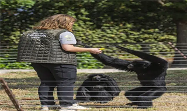 Dört primatın İzmir’deki yeni hayatına eski bakıcıları da eşlik etti